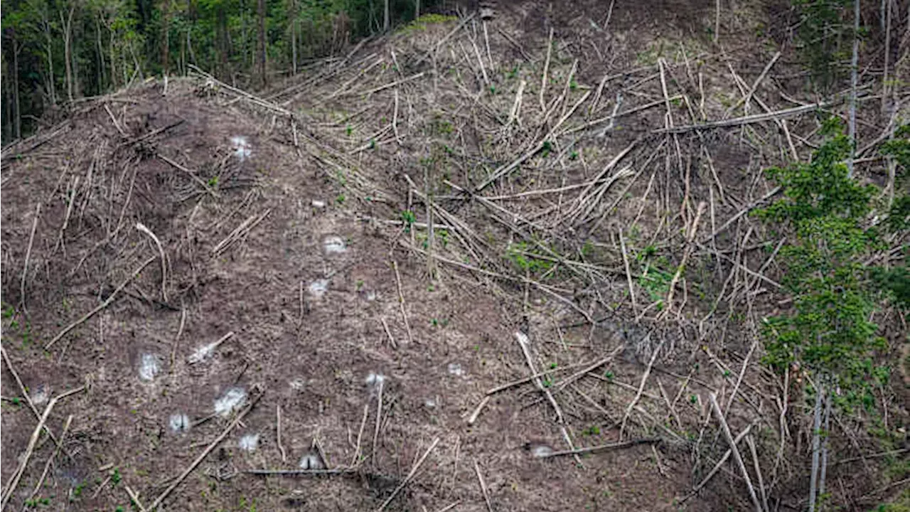 The Green Energy Paradox: How Japan's Biomass Demand is Clearing Indonesian Forests