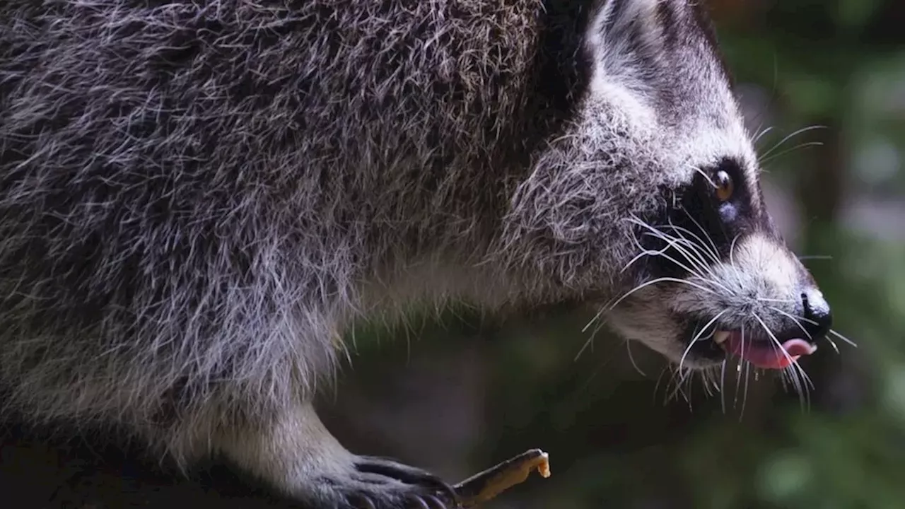 Rabies Alert: Rising Bat Cases in Ontario and Raccoon Outbreak in Quebec