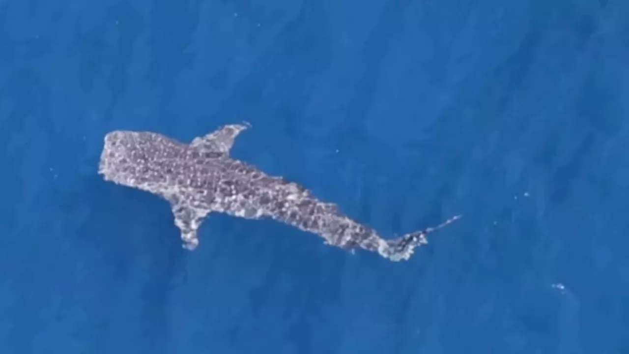 Rare Whale Shark Spotted Off California as El Niño Heat Rises