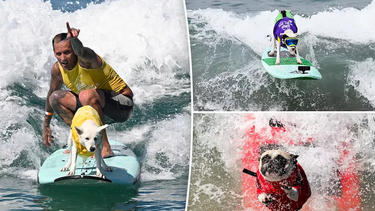 Rough Waves Force Cancellation of Dog Surfing Final at Del Mar Fundraiser