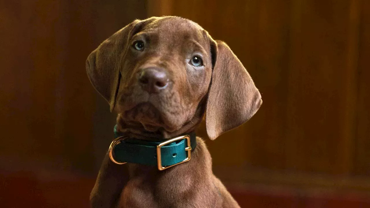 Scooby-Doo Goes Analog: Netflix’s Origins Swaps CGI for a Real Great Dane