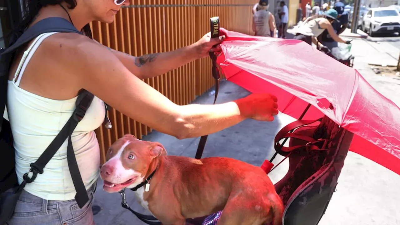 The Skid Row Animal Crisis: A Battle Between Compassion and Enforcement