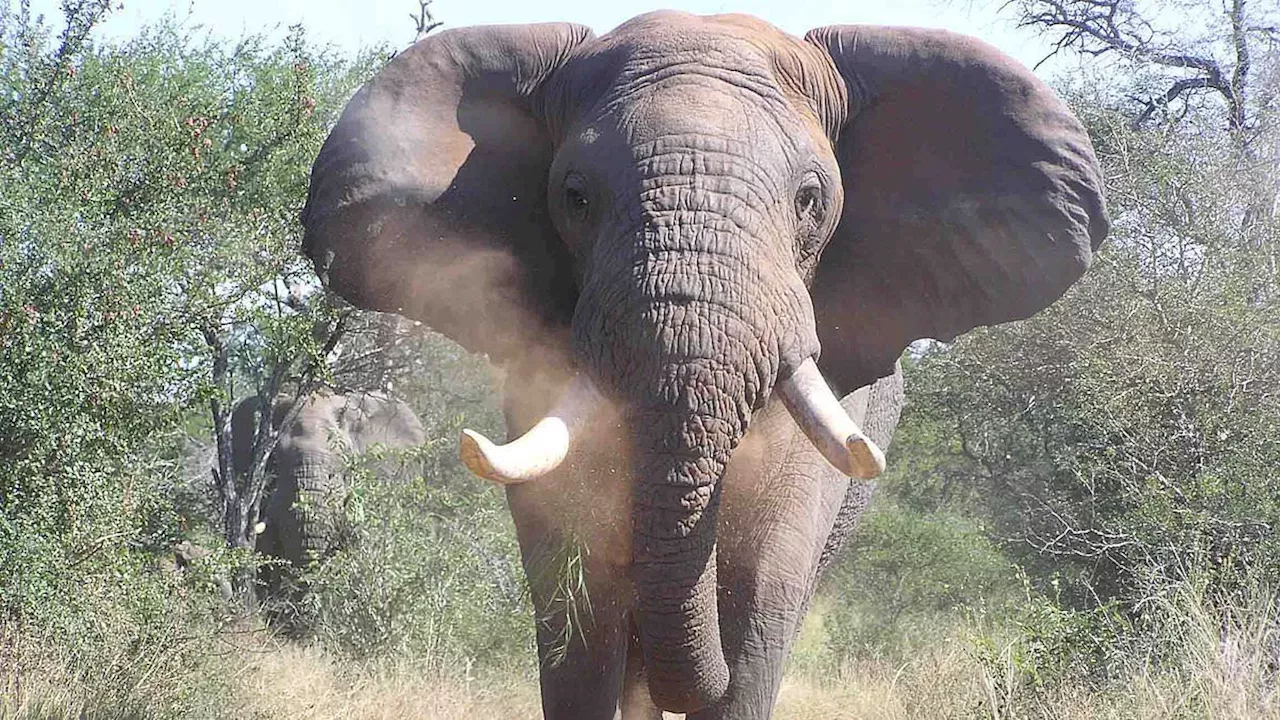 Nature’s Brutal Justice: Elephants Intervene in Kruger National Park Rhino Poaching Attempt