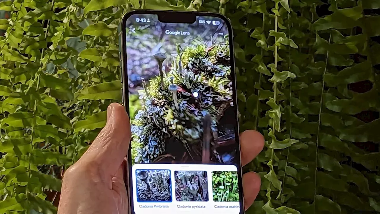 Mastering Visual Search: How to Use Google Lens and Bing on iPhone