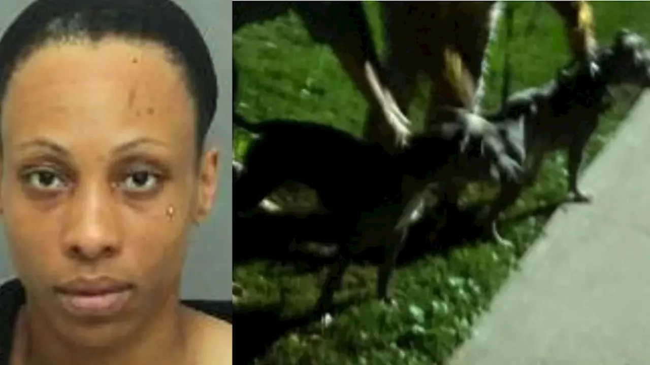 Missing Dogs and Criminal Charges: The Midtown Toronto Park Attack