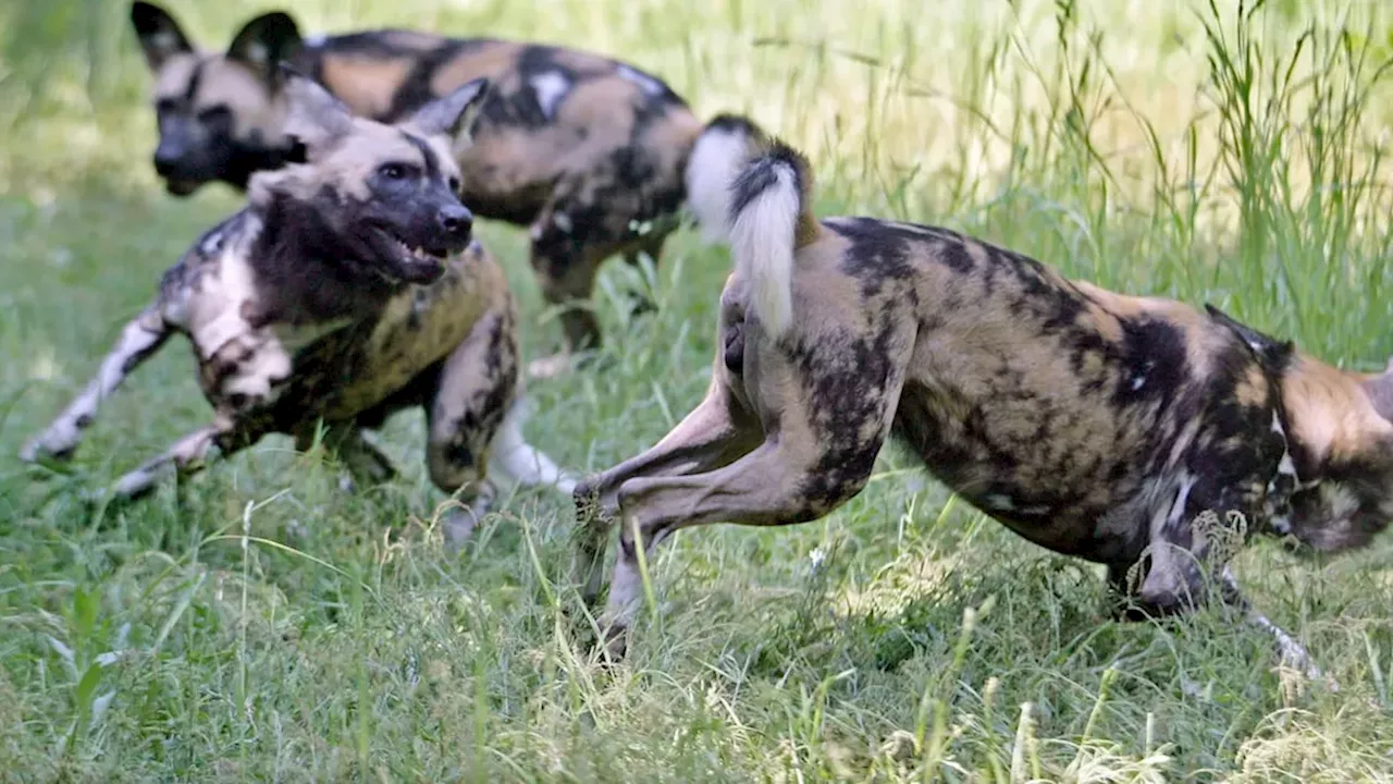 Beyond the Pack: The Massive Migrations Securing African Wild Dog Survival