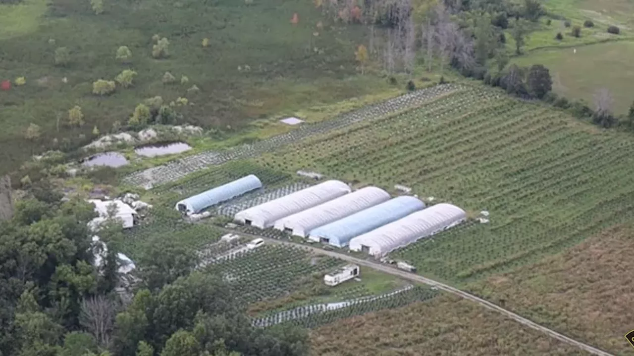 5,560 Cannabis Plants Seized: The Growing Conflict on Tyendinaga Mohawk Territory