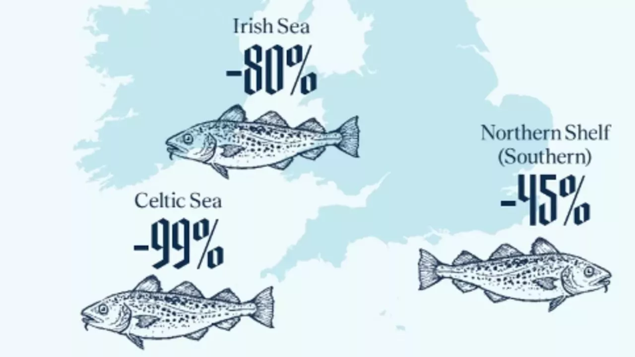 UK's Marine Collapse: Cod Stocks Plummet 48% Amid Policy Failures