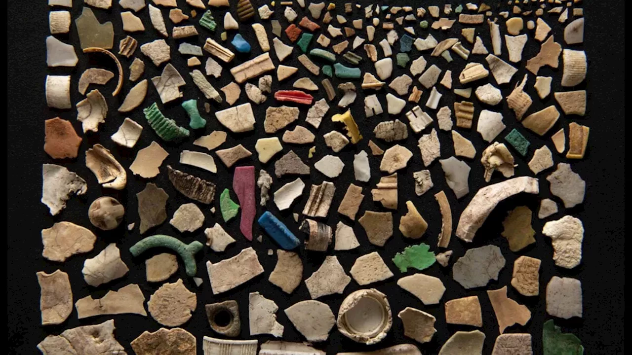 The 894-Piece Plastic Record: Why Australian Seabirds are at a Breaking Point