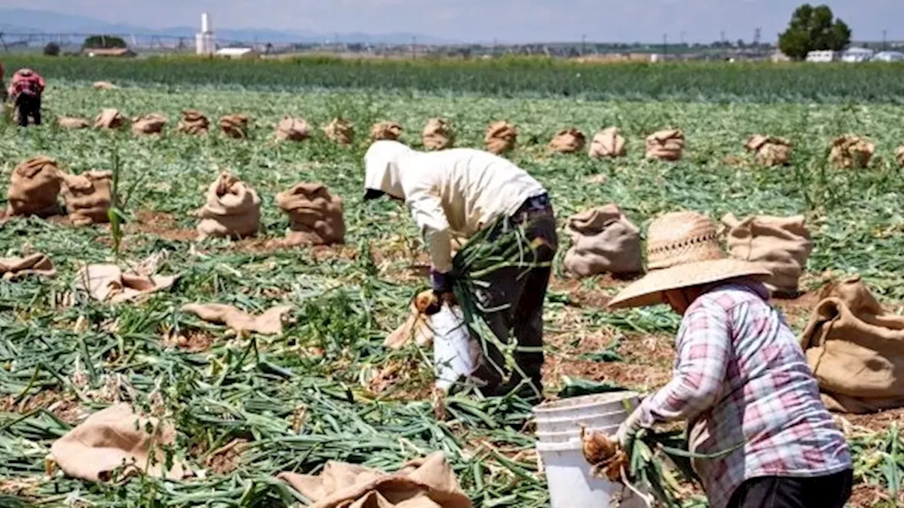 Georgia Farm-Worker Trafficking: The H-2A Visa Fraud Scheme
