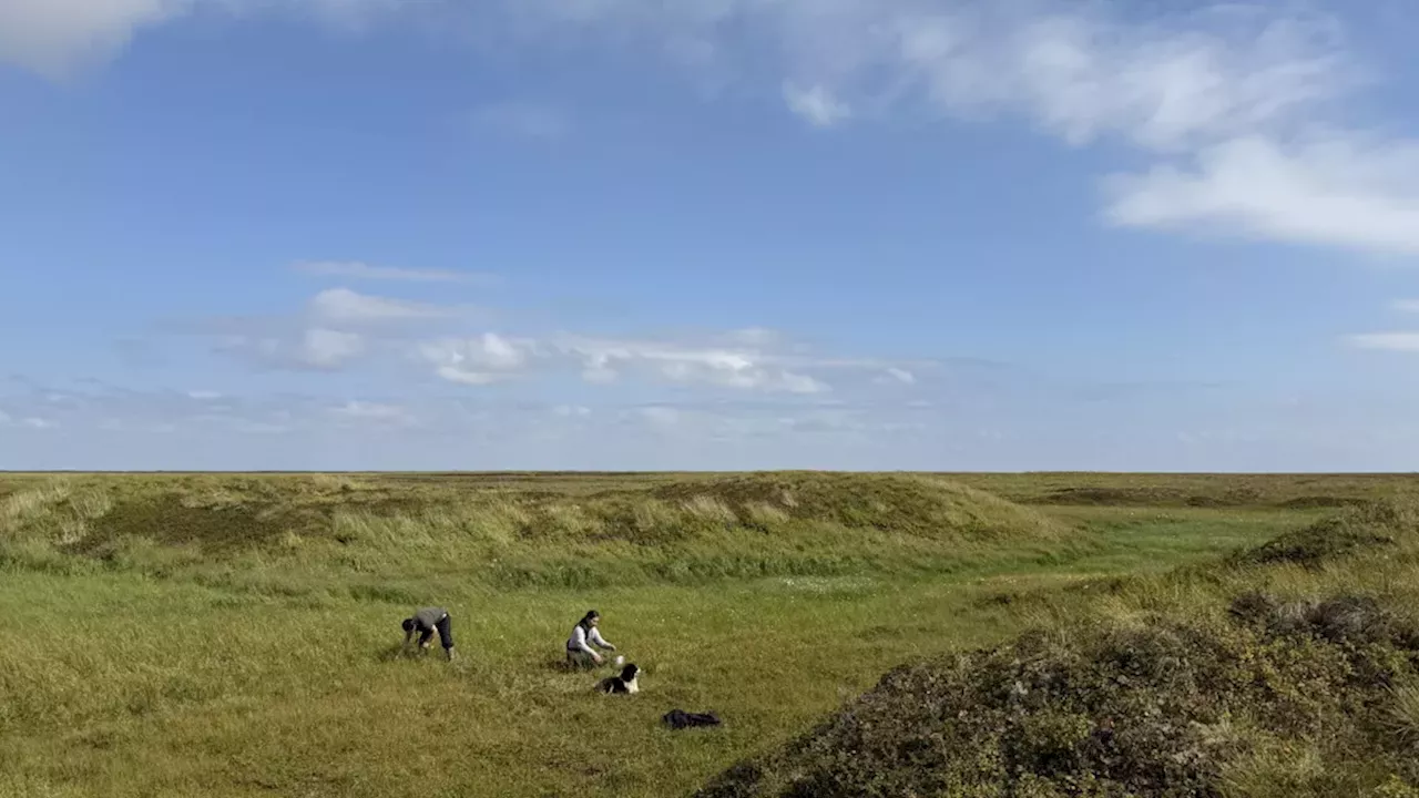 Resilience in the Tundra: Kipnuk’s Return to the Salmonberry Harvest