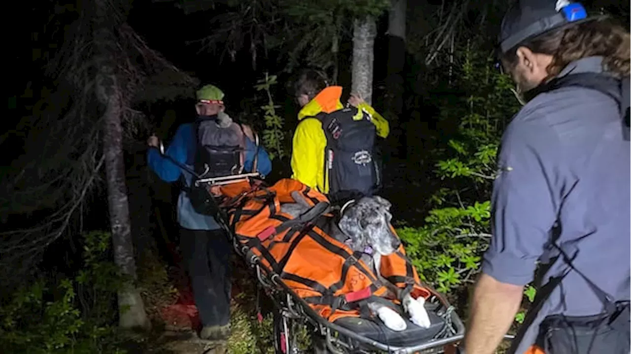 The 120-Pound Rescue: A Great Dane's Dramatic Descent from Mount Macpherson