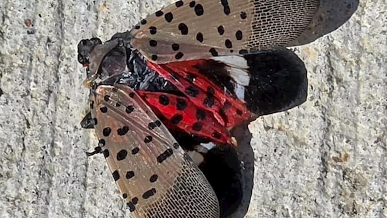 Windsor's First Spotted Lanternfly Detection Signals Threat to Ontario Vineyards
