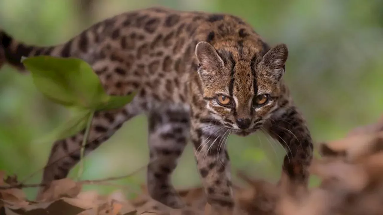 A Century of Silence Broken: The Tiny Tiger Cat of Bolivia’s Yungas