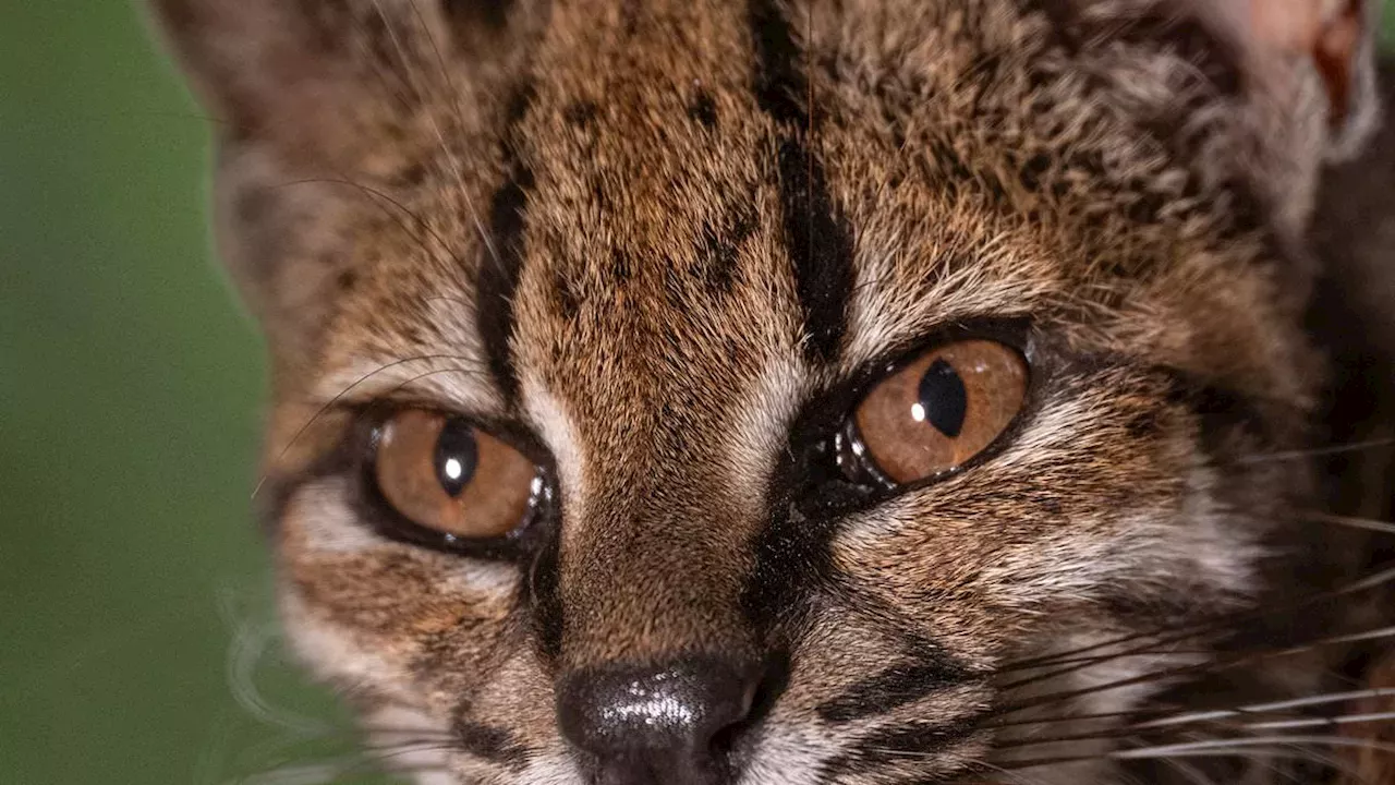 The 3-Pound Mystery: Bolivia's New Cat Species Rewrites Feline History