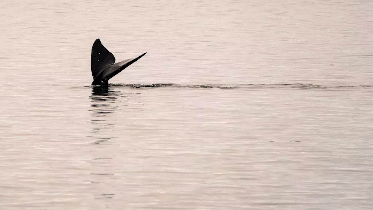 The "Harm" Loophole: Why the New ESA Rule Change Threatens America's Most Vulnerable Species