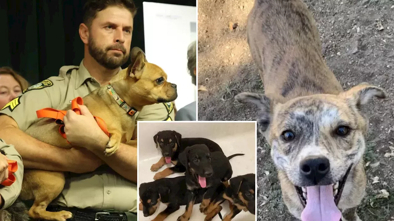 The Dark Side of 'Rescue': 300 Animals Seized from Lake Hughes Facility