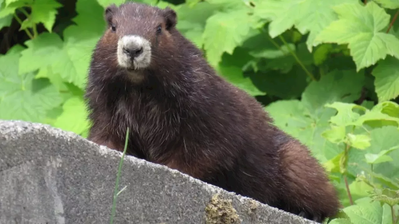 Beyond the Finish Line: How a Mount Washington Trail Run is Funding the Vancouver Island Marmot's Survival