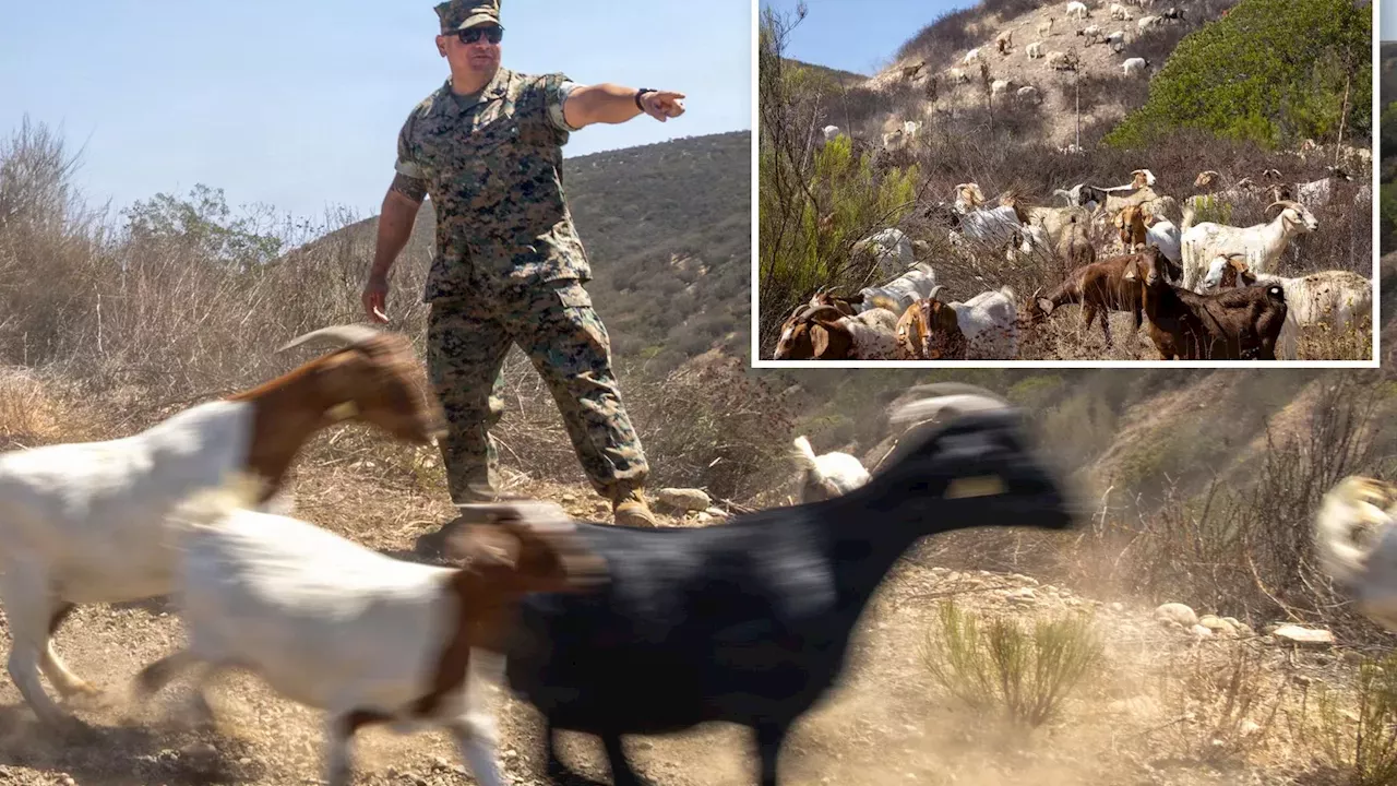 Goats on the Front Line: MCAS Miramar's Biological Firebreak