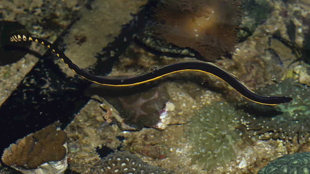 Tropical Intruder: Rare Yellow-Bellied Sea Snake Surfaces in Orange County