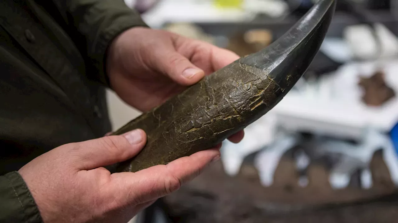 The 97-Degree Predator: New Tooth Analysis Reveals T. rex Temperature