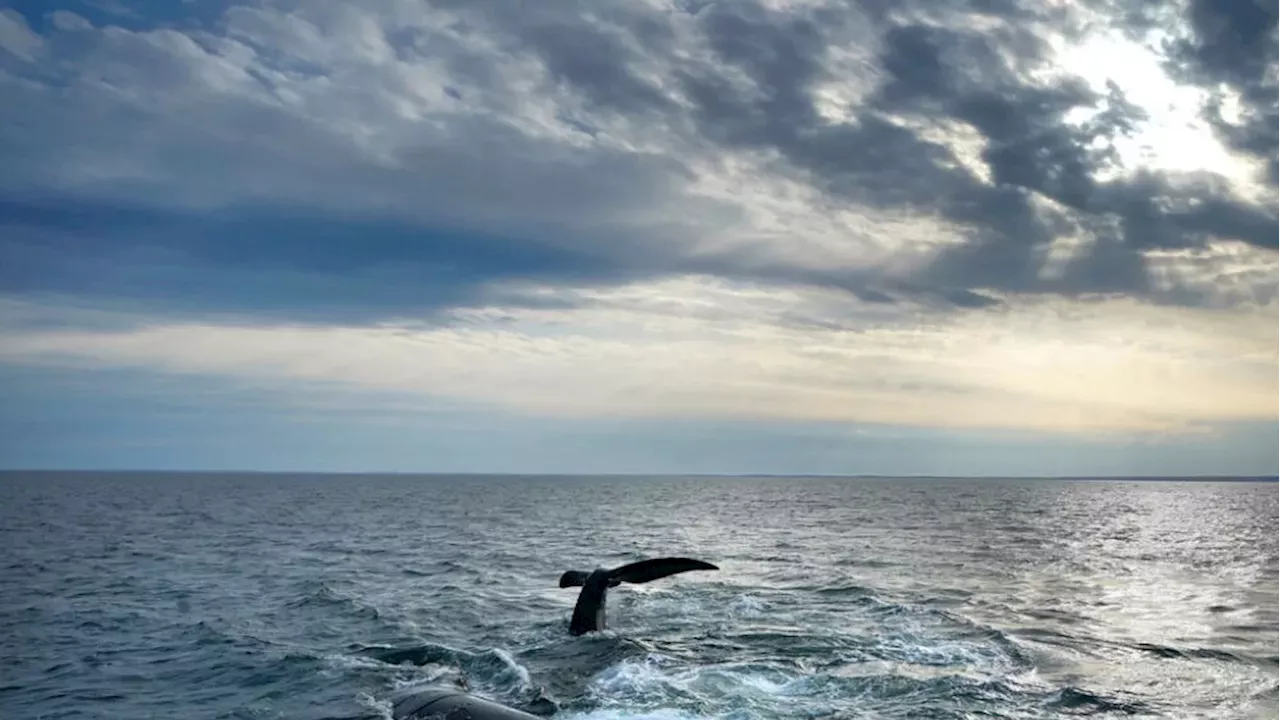 The Legal Loophole That Could Erase the North Atlantic Right Whale