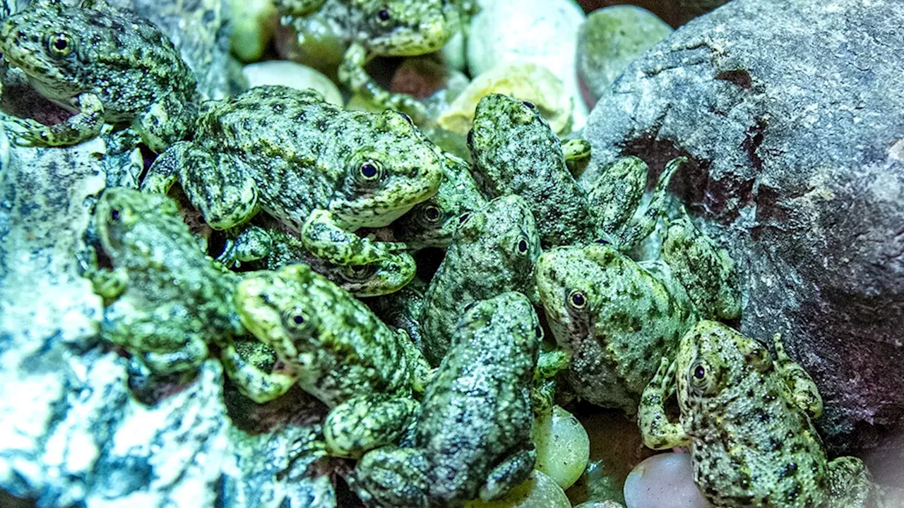 Beyond the Brink: How 653 Reintroduced Frogs are Rescuing Southern California’s Mountains