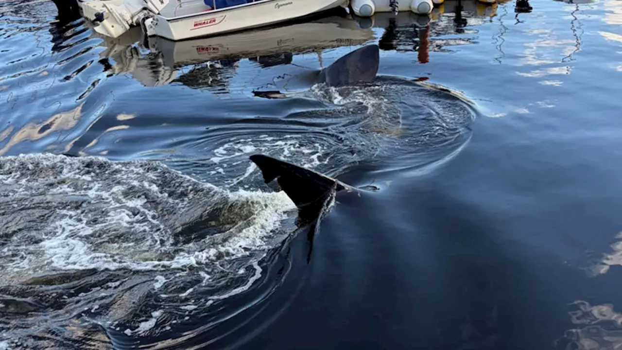 Basking shark sighting draws large crowd at Bedford, N.S. yacht club