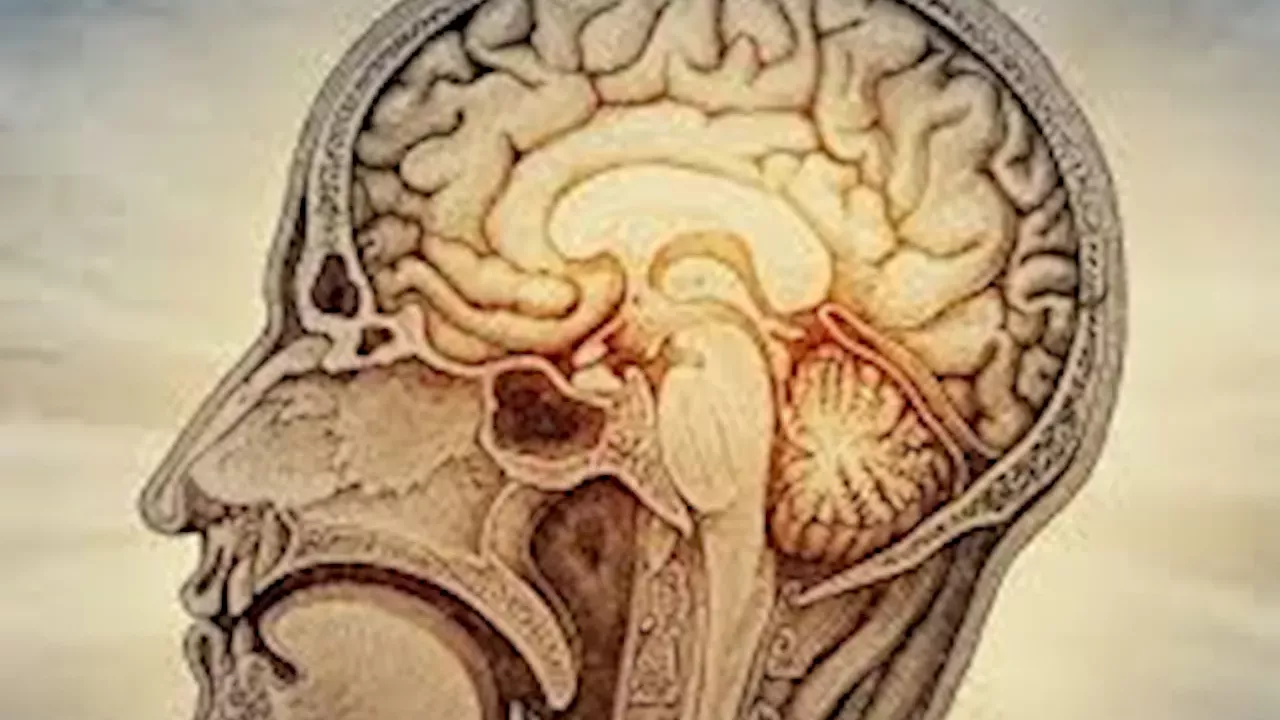 Beyond the Monolith: Why Stanford’s ‘Two-Organ’ Brain Discovery Changes Everything