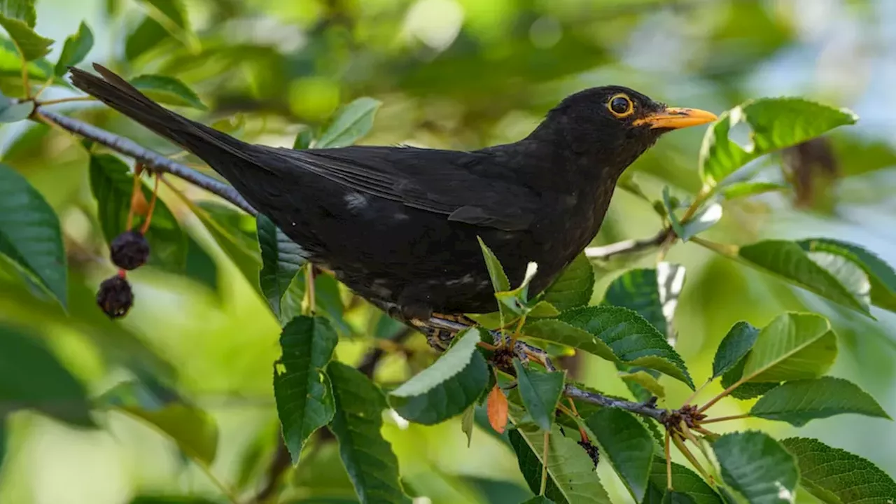 Common blackbird tops study of most pleasant bird songs