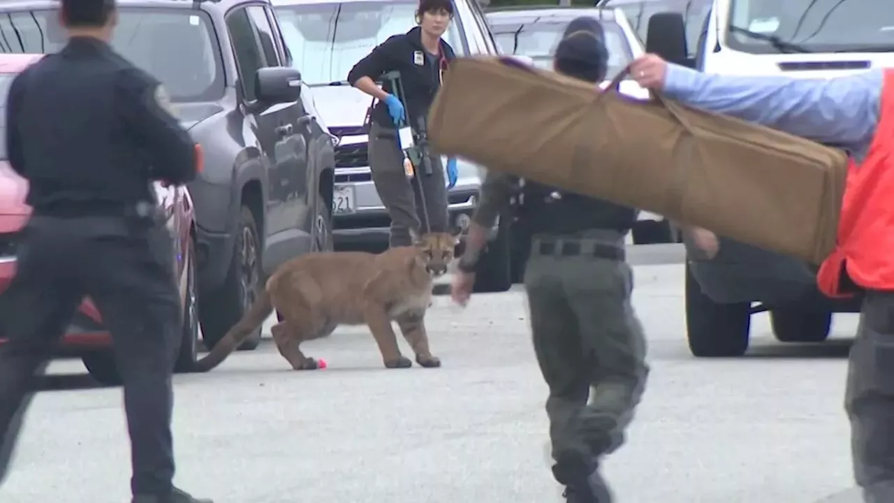 Urban Predator: The High-Stakes Capture of a San Francisco Mountain Lion