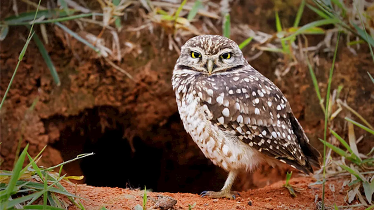 Solar Panels and Owlets: Oregon’s Blueprint for Coexistence