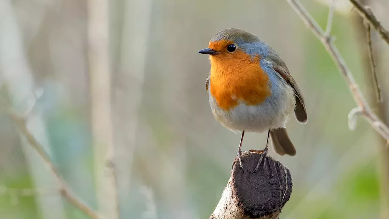 The Silent Garden: Why UK Robins May Miss This Christmas