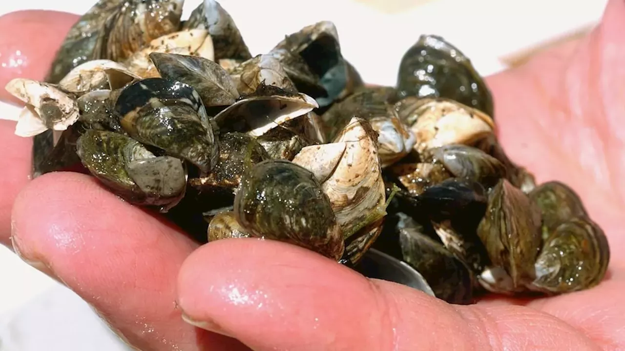 Manitoba's Waterways Face New Threat as Zebra Mussels Surface