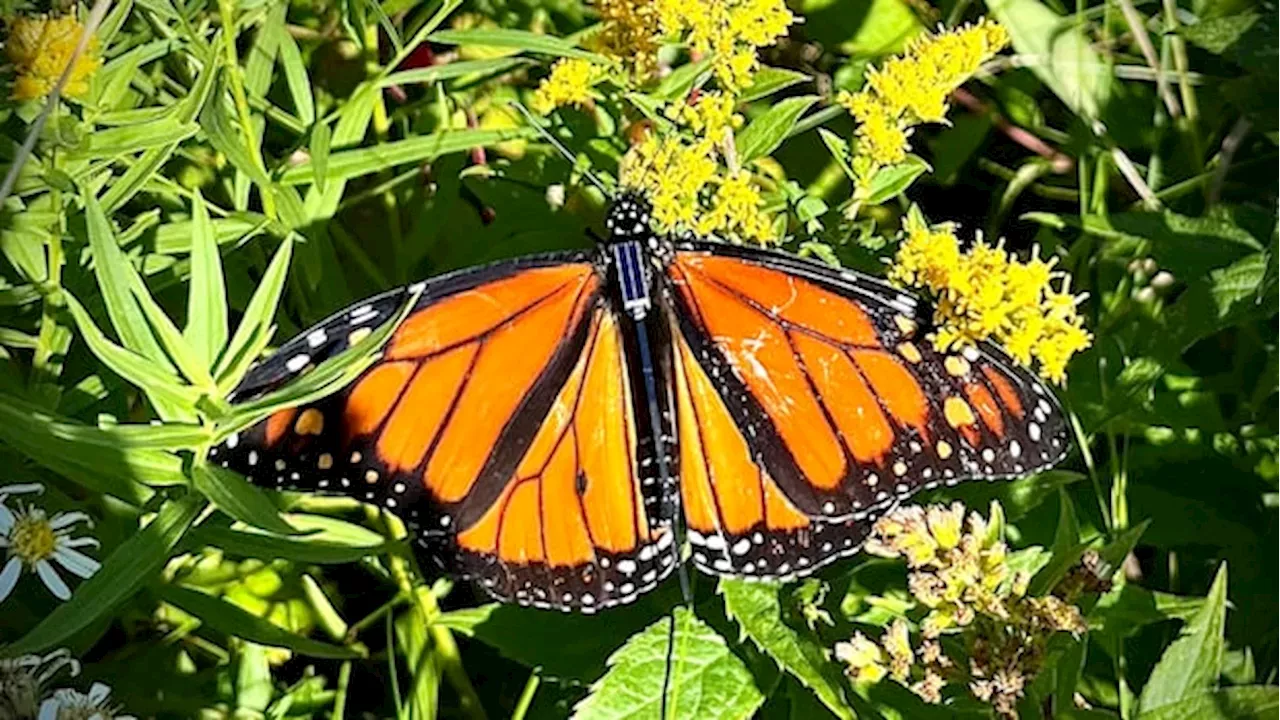 Digital Wings: How Bluetooth Tags are Mapping the Monarch Migration