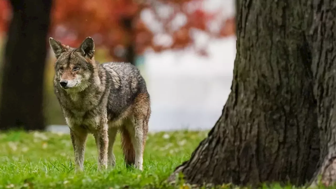 Predators in the Park: The Battle Over Toronto's Coyote Crisis
