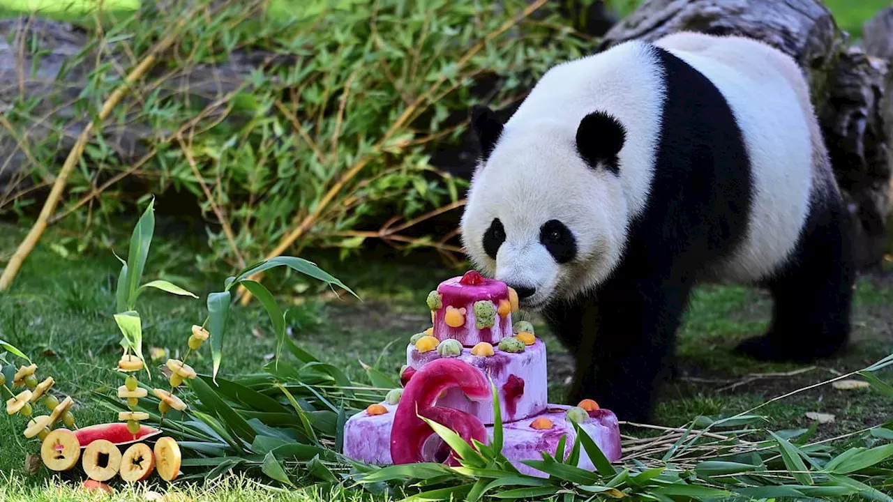 Pandas in China and Spain Mark Birthdays with Ice Beds and Cakes