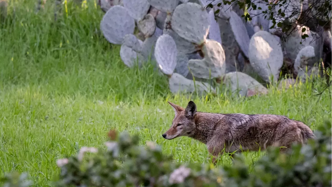 Torrance Abandons the Trap: A New Blueprint for LA's Urban Coyotes