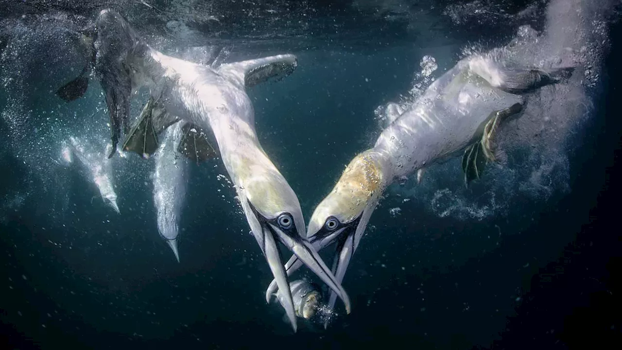 The High-Speed Ballet of the Isle of Noss: Joshua Galaxi’s Gannet Study