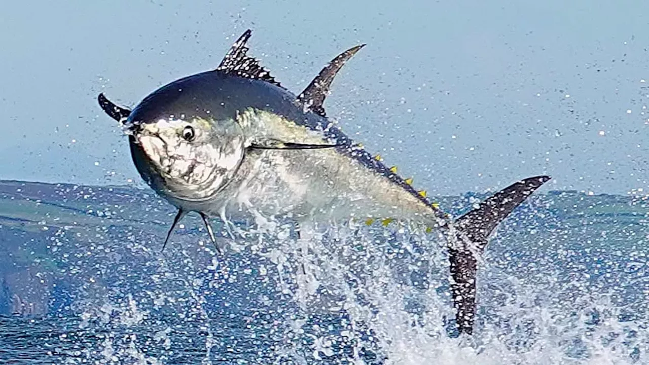 The Return of the King: Bluefin Tuna Reclaim the North Sea