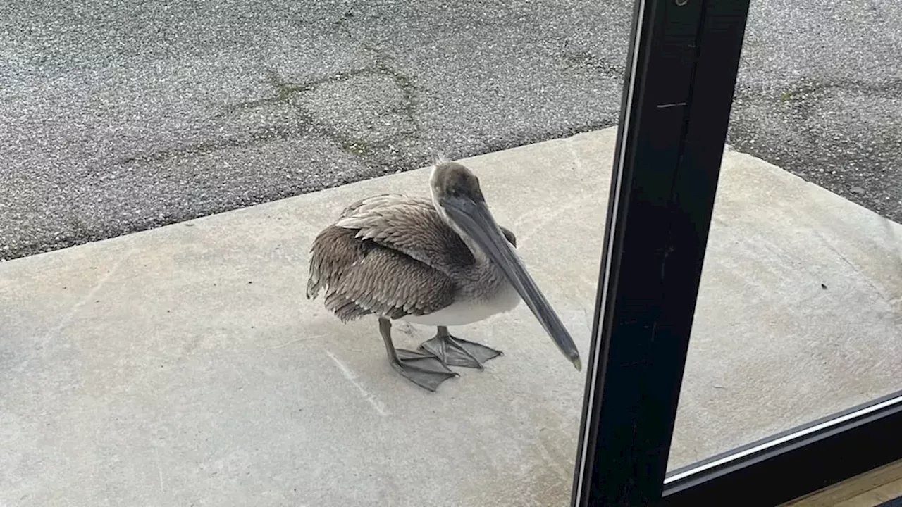 The Pelican That Knocked: Survival Instinct or Search for Food in Panama City?