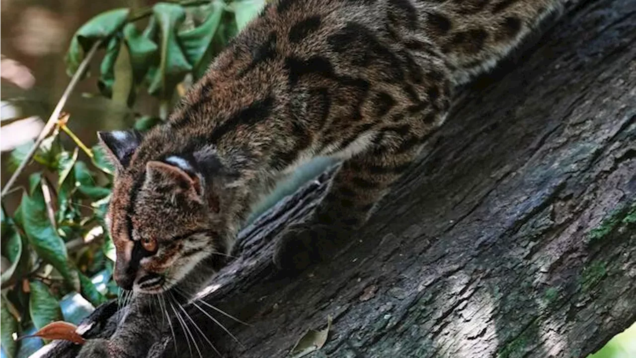 The 3-Pound Ambassador: How a New Cat Species is Putting Bolivia on the Map
