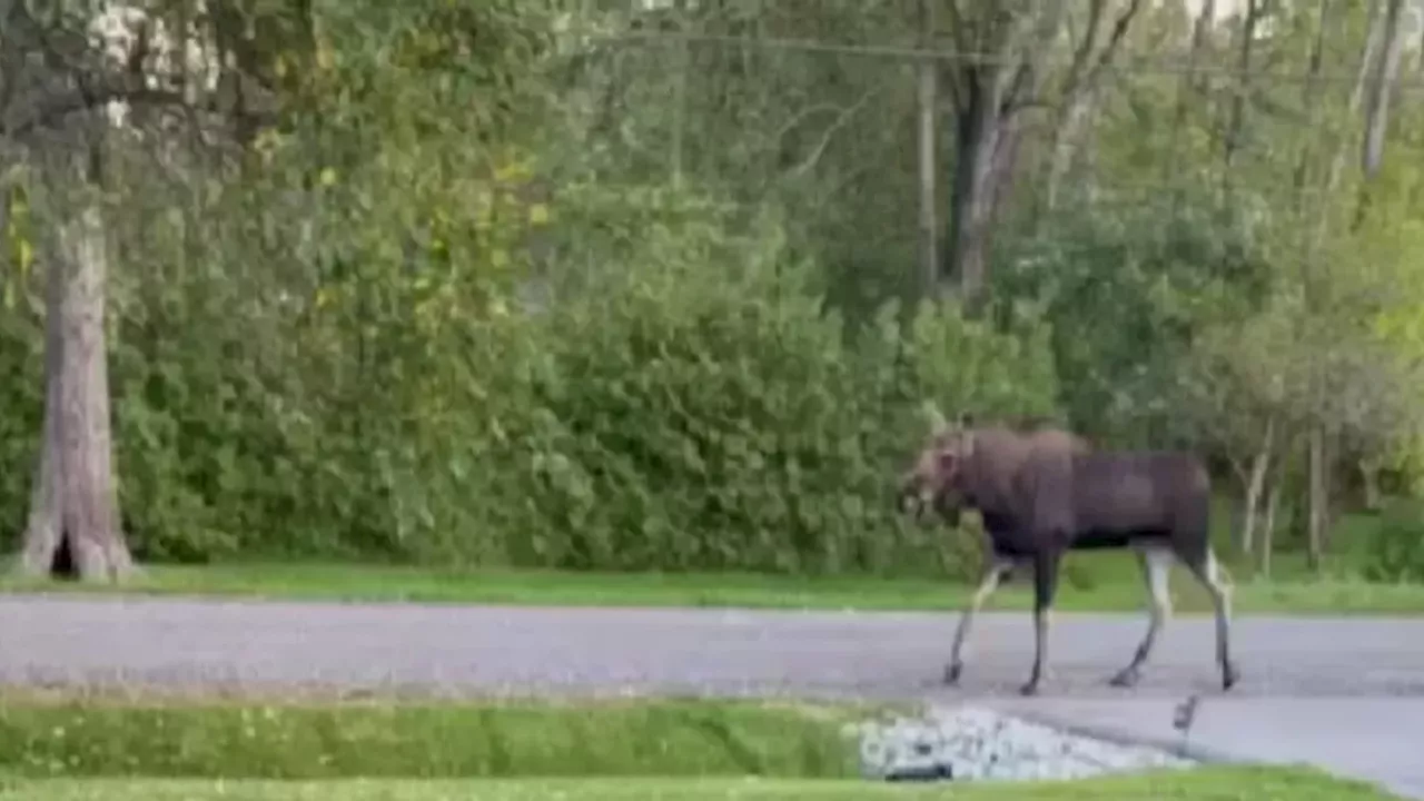 Wildlife in the Yard: Two Moose Spark Safety Alerts in Victoria Harbour