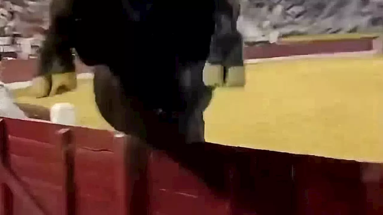 Bull Jumps Into Crowd at Murcia Bullfighting Fair
