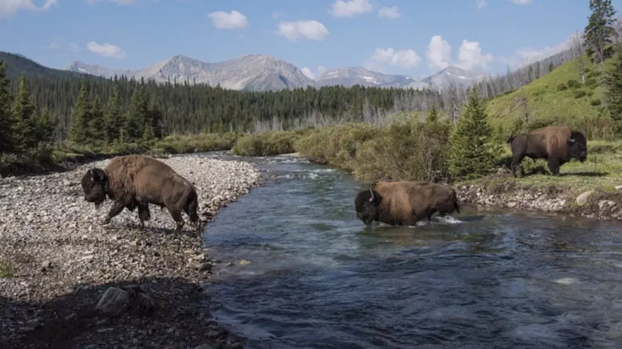 Beyond Conservation: The Return of the Ceremonial Bison Hunt to Banff