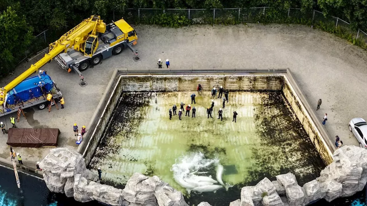 The Fatal Toll of the Marineland Beluga Relocation