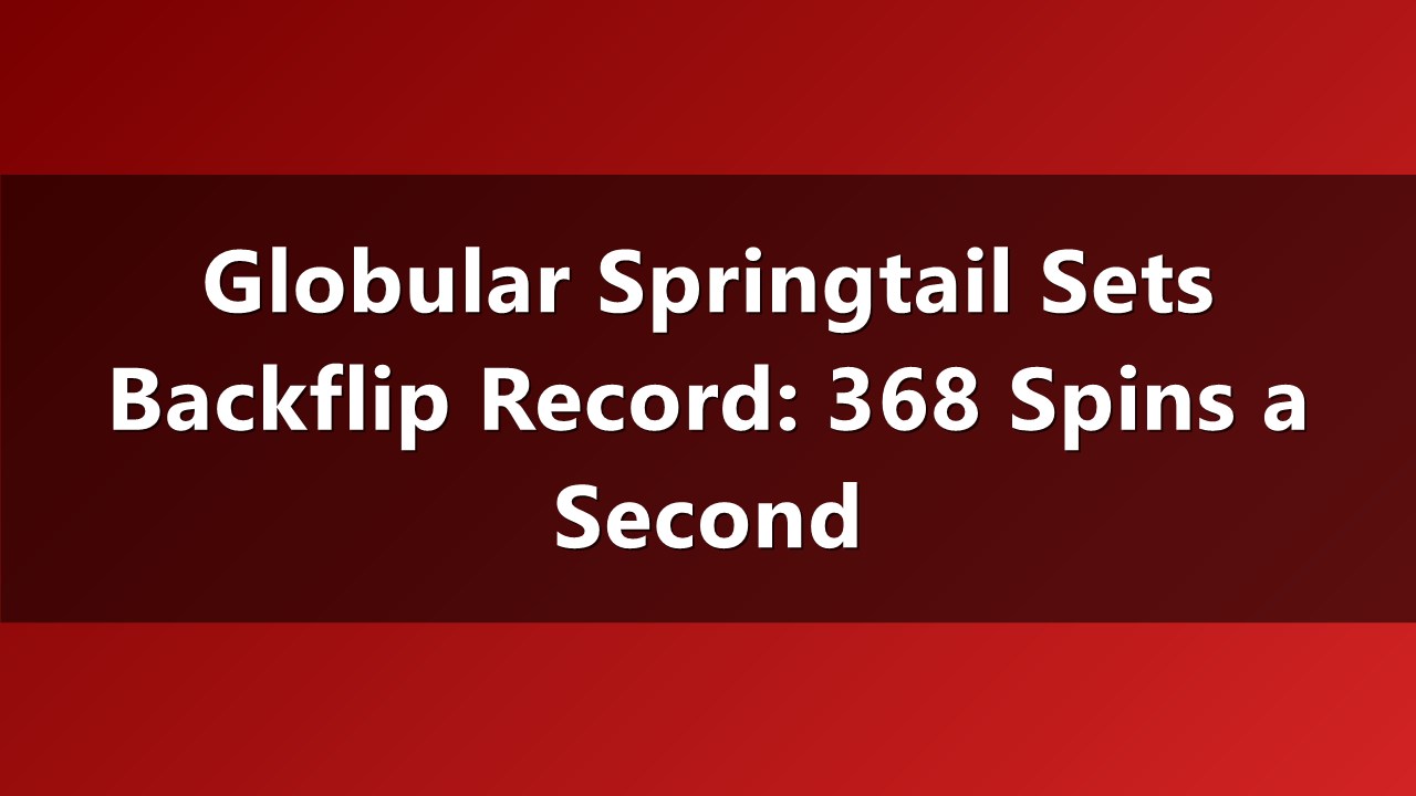 Physics-Defying Backyard Acrobat: The Springtail's 368-Spin Record