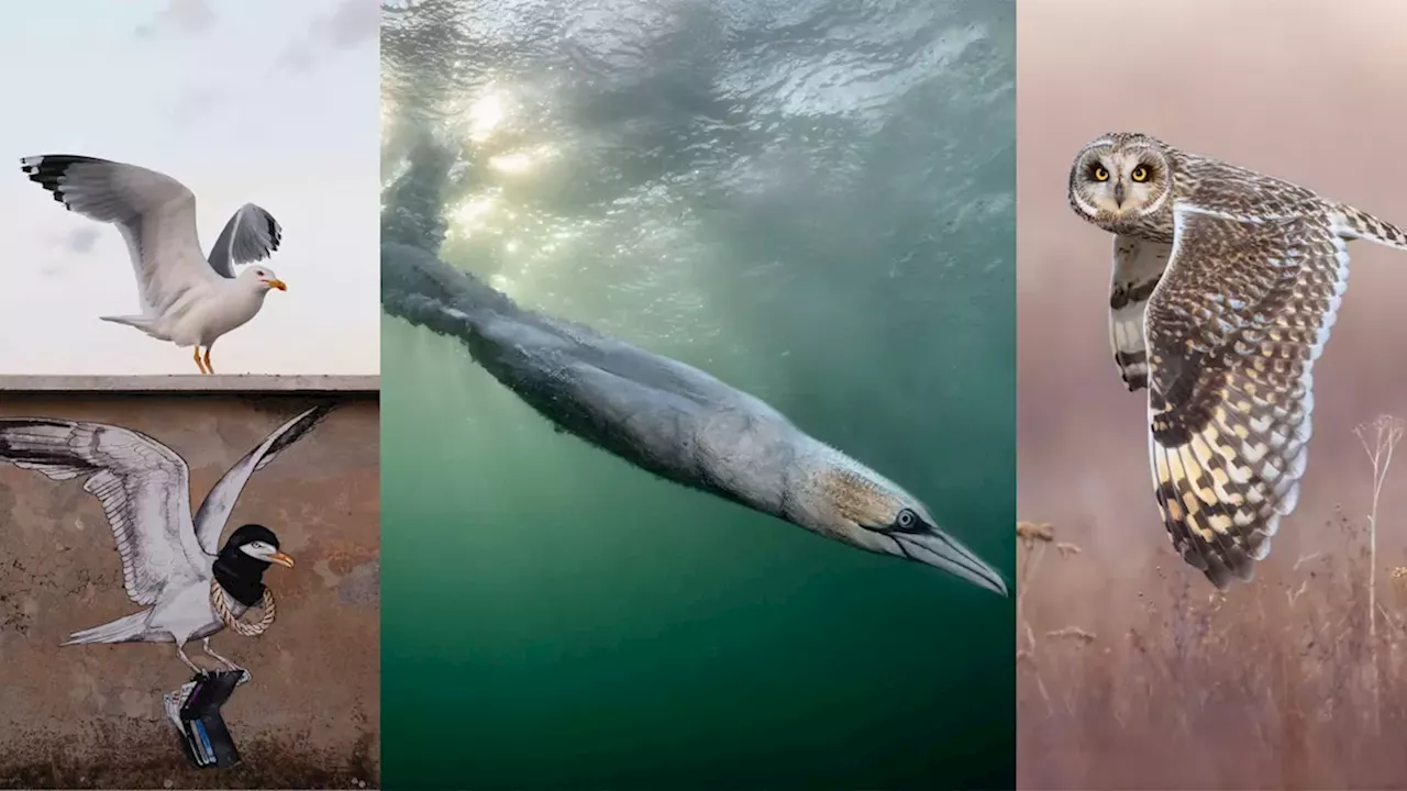Beyond the Lens: Henley Spiers Wins Bird Photographer of the Year 2026