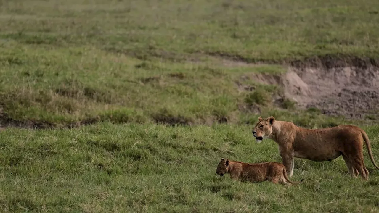 The Ndutu Tragedy: Investigating the Suspected Poisoning of 10 Lions in Tanzania