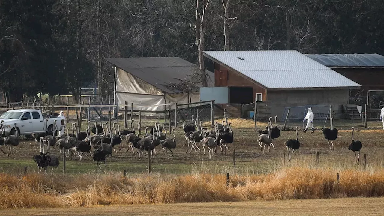 Beyond the Plume: The Brutal Reality of South Africa's Ostrich Trade